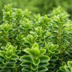 Hebe Buxifolia Nana -Plant Series Store Hebe Buxifolia 05