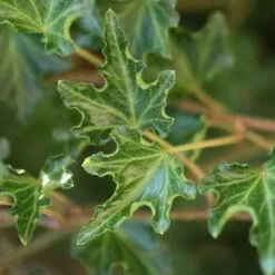 Hedera Helix Ivalace -Plant Series Store Hedera helix Ivalace 03