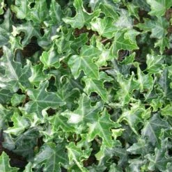 Hedera Helix Ivalace -Plant Series Store Hedera helix Ivalace 06