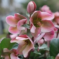 Helleborus X Ericsmithii Angel Glow -Plant Series Store HellebrousAngelGlow