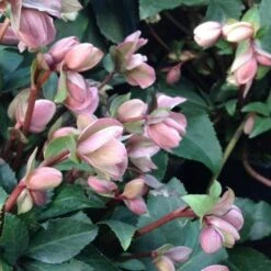 Helleborus X Ericsmithii Angel Glow -Plant Series Store HellebrousAngelGlow3