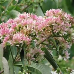 Heptacodium Miconioides -Plant Series Store Heptacodium miconioides 03