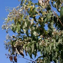 Heptacodium Miconioides -Plant Series Store Heptacodium miconioides 06