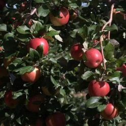 Apple Honeycrisp -Plant Series Store Honeycrisp04