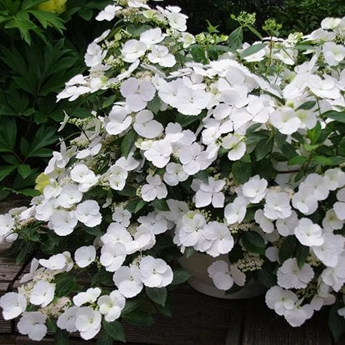Hydrangea Macrophylla Runaway Bride 1 Hydrangea Macrophylla Runaway Bride
