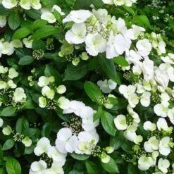 Hydrangea Macrophylla Runaway Bride 7 Hydrangea Macrophylla Runaway Bride -Plant Series Store Hydrangea Runaway Bride 04
