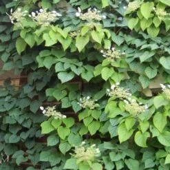 Hydrangea Anomala Brookside Littleleaf