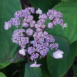 Hydrangea Aspera Anthony Bullivant -Plant Series Store Hydrangea aspera Anthony Bullivant 04