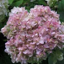 Hydrangea Involucrata Yokudanka -Plant Series Store Hydrangea involucrata Yokudanka 03