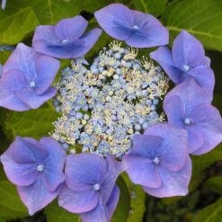 Hydrangea Macrophylla Blaumeise (Bluetit) -Plant Series Store Hydrangea mac. Blaumeise 03
