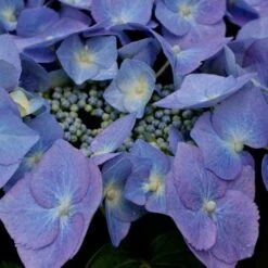 Hydrangea Macrophylla Blaumeise (Bluetit) -Plant Series Store Hydrangea mac. Blaumeise 06
