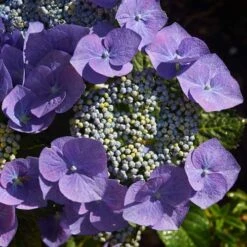 Hydrangea Macrophylla Blaumeise (Bluetit) -Plant Series Store Hydrangea mac. Blaumeise 08