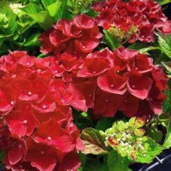Hydrangea Macrophylla Red Baron -Plant Series Store Hydrangea mac. Red Baron 03