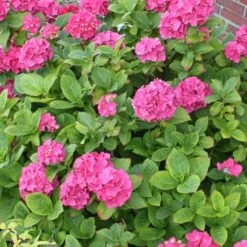 Hydrangea Macrophylla Red Baron -Plant Series Store Hydrangea mac. Red Baron 04