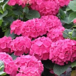Hydrangea Macrophylla Red Baron -Plant Series Store Hydrangea mac. Red Baron 05
