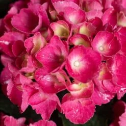 Hydrangea Macrophylla Red Baron -Plant Series Store Hydrangea mac. Red Baron 06