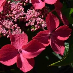 Hydrangea Macrophylla Selina 6 Hydrangea Macrophylla Selina -Plant Series Store Hydrangea mac. Selina 02
