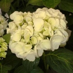 Hydrangea Macrophylla Shakira® -Plant Series Store Hydrangea macrophylla Shakira 03