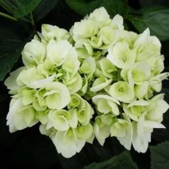 Hydrangea Macrophylla Shakira® -Plant Series Store Hydrangea macrophylla Shakira 04
