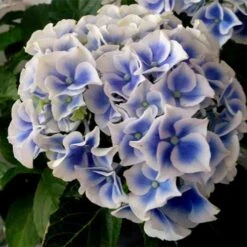 Hydrangea Macrophylla Tivoli -Plant Series Store Hydrangea macrophylla Tivoli 04