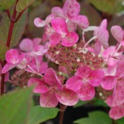 Hydrangea Paniculata Early Sensation -Plant Series Store Hydrangea pan. Early Sensation 01