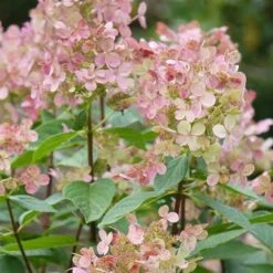 Hydrangea Paniculata Early Sensation -Plant Series Store Hydrangea pan. Early Sensation 04