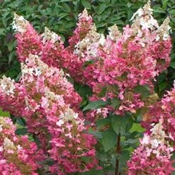 Hydrangea Paniculata Pinky Winky -Plant Series Store Hydrangea pan. Pinky Winky 01