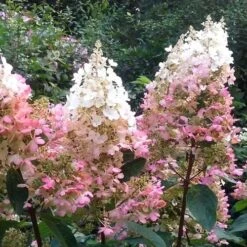 Hydrangea Paniculata Pinky Winky -Plant Series Store Hydrangea pan. Pinky Winky 03