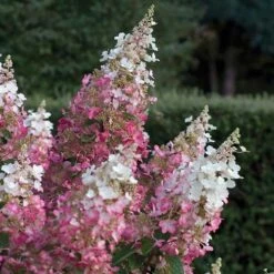 Hydrangea Paniculata Pinky Winky -Plant Series Store Hydrangea pan. Pinky Winky 05