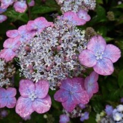 Hydrangea Serrata Mount Aso -Plant Series Store Hydrangea serrata Mt Aso 03