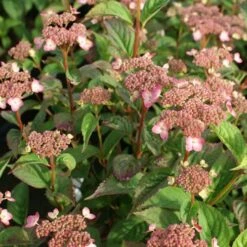 Hydrangea Serrata Mount Aso -Plant Series Store Hydrangea serrata Mt Aso 04