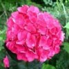 Hydrangea Macrophylla Merveille Sanguine