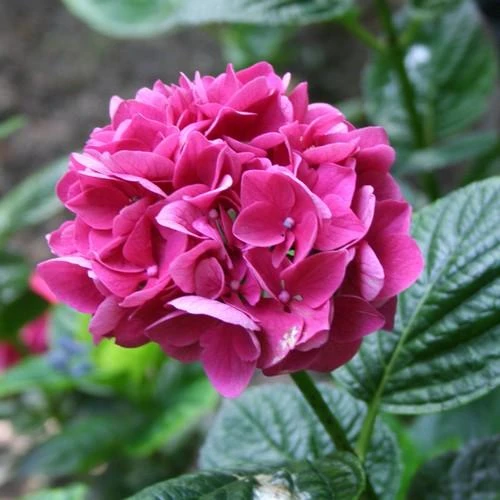 Hydrangea Macrophylla Merveille Sanguine 2 Hydrangea Macrophylla Merveille Sanguine - Image 2