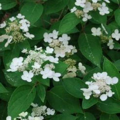 Hydrangea Paniculata Dharuma -Plant Series Store Hydrangea paniculata Dharuma02