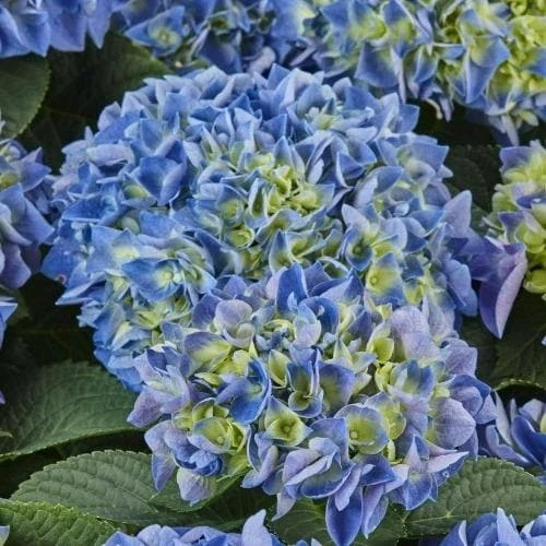Hydrangea Macrophylla Candy Heart Blue 1 Hydrangea Macrophylla Candy Heart Blue