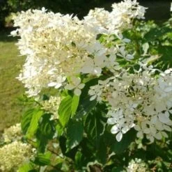 Hydrangea Paniculata Kyushu -Plant Series Store HydrangeapaniculataKyushu