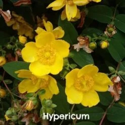 Mixed Flowering Hedge -Plant Series Store Hypericum hidcote 2