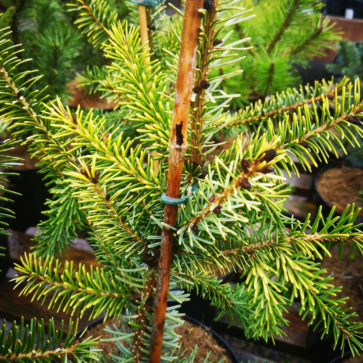 Picea Omorika Aurea 1 Picea Omorika Aurea