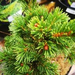 Picea Pungens Lucky Strike 5 Picea Pungens Lucky Strike -Plant Series Store IMG 20220216 114842 BURST001 COVER