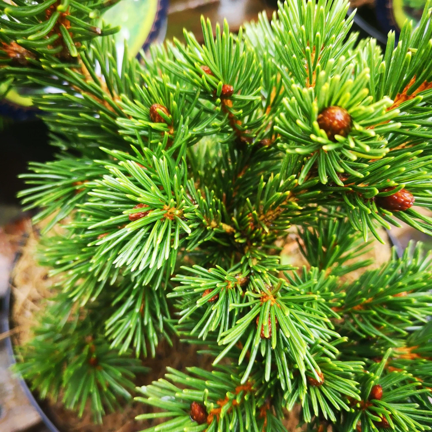 Picea Pungens Lucky Strike 1 Picea Pungens Lucky Strike