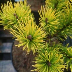 Pinus Mugo Golden Glow -Plant Series Store IMG 20220216 114928