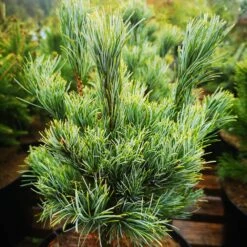 Pinus Parviflora Bergman -Plant Series Store IMG 20220216 115039