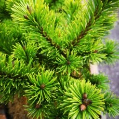 Pinus Mugo Mumpitz -Plant Series Store IMG 20220216 115110