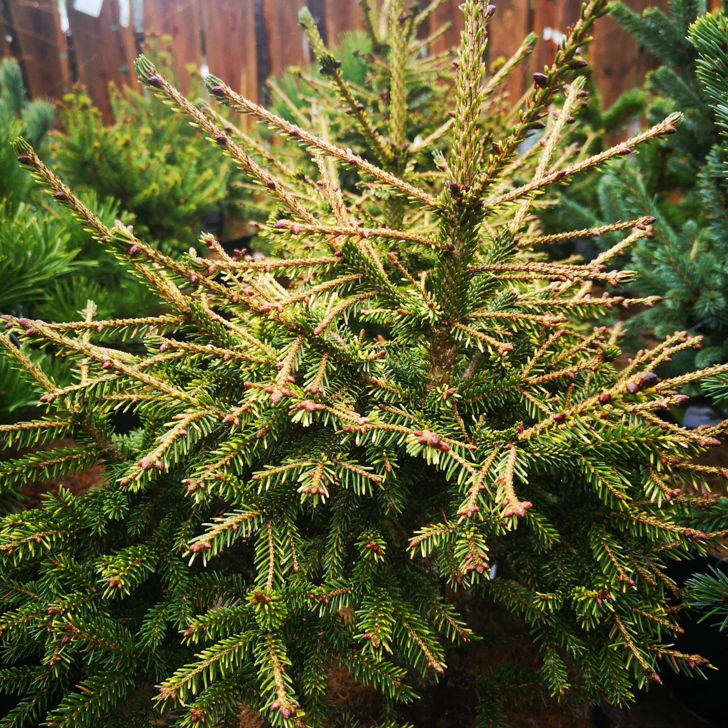 Picea Orientalis Wittboldt 1 Picea Orientalis Wittboldt