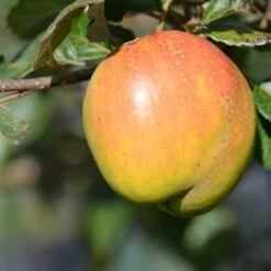 Plant Series Store -Plant Series Store Irish Pitcher A02