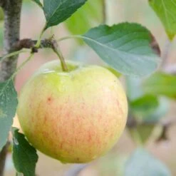 Apple James Grieve -Plant Series Store James Grieve02