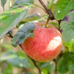 Apple James Grieve -Plant Series Store James Grieve03