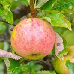 Apple James Grieve -Plant Series Store James Grieve04