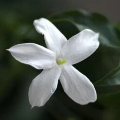Jasminum Officinale -Plant Series Store Jasminum officinale 03