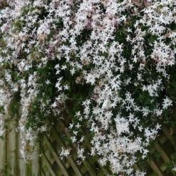 Jasminum Officinale -Plant Series Store Jasminum officinale 08